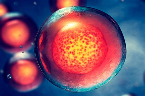 Las células madre en Medicina Regenerativa | IVI Global ...