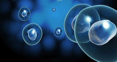 ¿Las células madre Que son y qué hacen?   Una Salud Mejor
