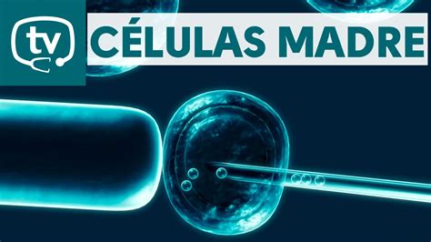 Las células madre y su importancia en el tratamiento de la ...