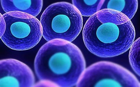 Las células madres son la clave para la cura de la diabetes