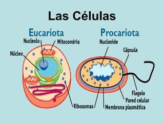 Las células v by Edili Vásquez   Issuu