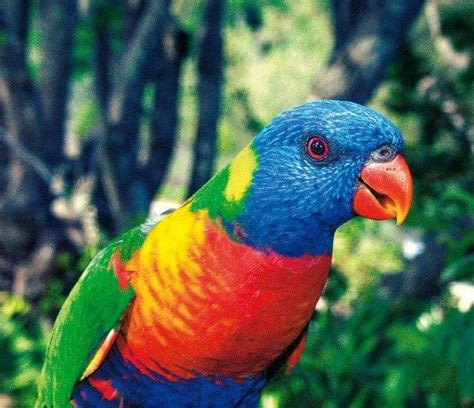 Las cinco aves más guapas y coloridas del mundo VeoVerde | Nueva Mujer