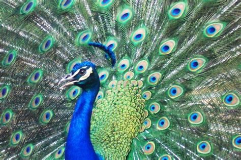 Las cinco aves más guapas y coloridas del mundo VeoVerde | Nueva Mujer