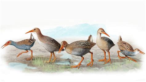Las cinco especies de aves que Darwin no llegó a conocer ...