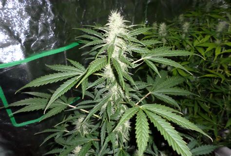 Las diferentes podas en el cannabis   Buddha Seeds