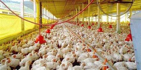 Las enfermedades más comunes en los pollos de engorde ...