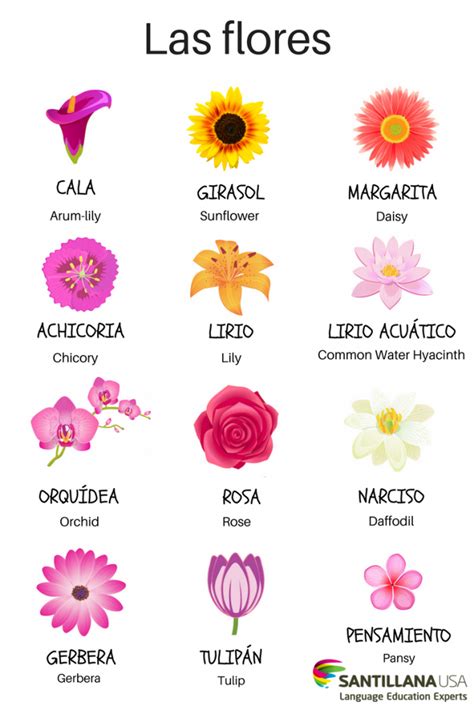 las flores | Idioma de las flores, Palabras en español, Vocabulario español