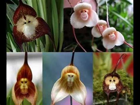 Las flores más raras y exóticas del mundo INCREÍBLE ...