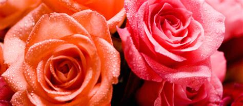 Las flores más románticas   Blog de Hogarmania