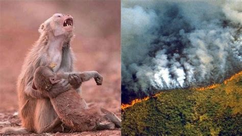 Las fotos del incendio en el Amazonas que han sido ...