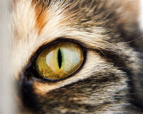 Las Fotos Mas Alucinantes: ojos de gato