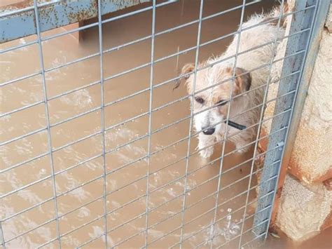 Las fuertes lluvias inundan la protectora de animales ...