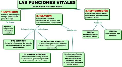 LAS FUNCIONES VITALES #seresvivos #biodiversidad | Ciencia