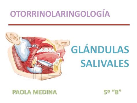 Las Glandulas Salivales   SEONegativo.com