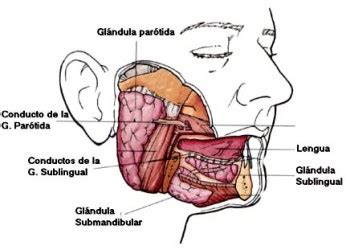 Las glándulas salivares   Escuelapedia   Recursos ...