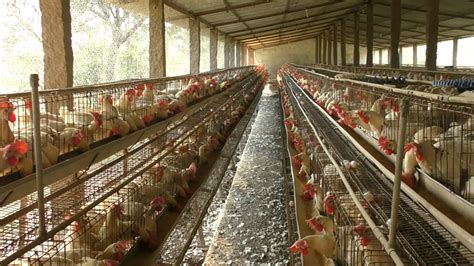 Las granjas de gallinas enjauladas en India desatienden la ley de ...