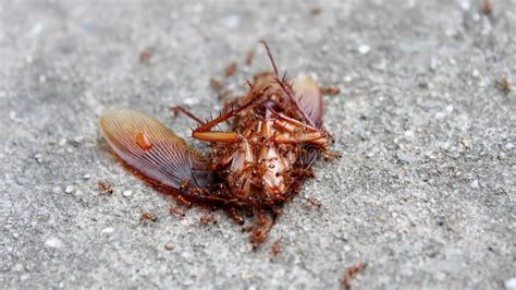 Las Hormigas Comen El Insecto Muerto Imagen de archivo   Imagen de ...