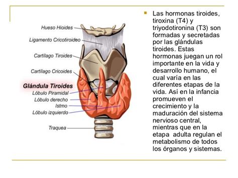 Las hormonas tiroideas