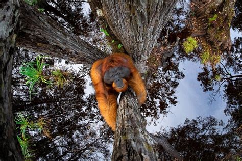 Las impresionantes fotos ganadoras de los World Nature Photography ...