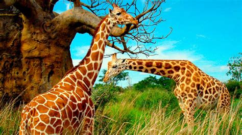 Las jirafas se suman a la lista de animales en peligro de ...