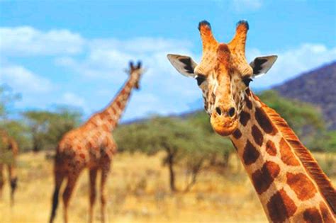 Las jirafas se suman a las especies en peligro de ...