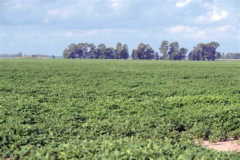 Las lluvias hacen fuerte a la soja disponible | Agrovoz