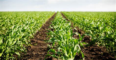 Las lluvias inciden positivamente en la siembra de maíz, soja y girasol ...