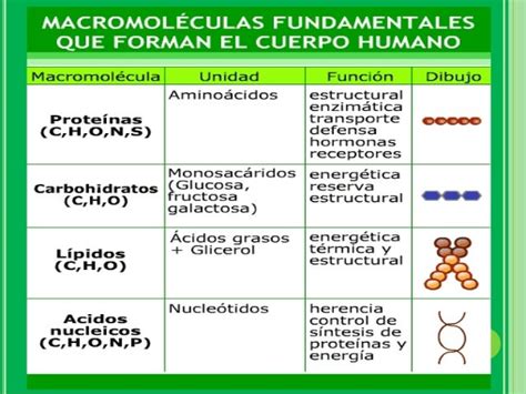 Las macromoleculas