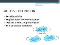 Las mejores 34 ideas de El proceso de MITOSIS | mitosis, biología ...