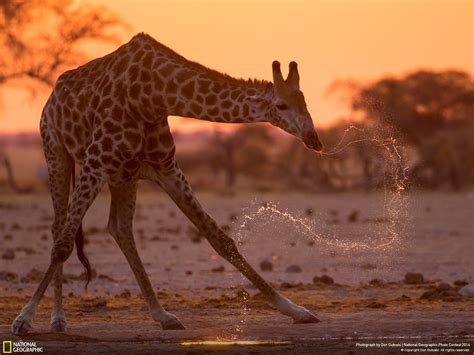Las mejores fotografías de National Geographic   Conciencia Eco