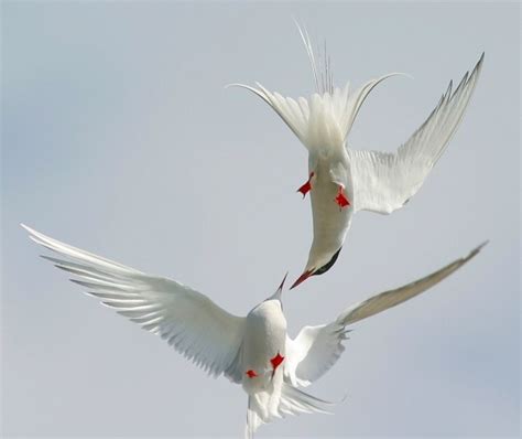 Las mejores fotos de aves en vuelo | Aves | Pinterest ...