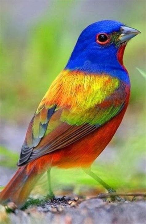 Las mejores fotos de aves multicolores | AVES | Aves ...