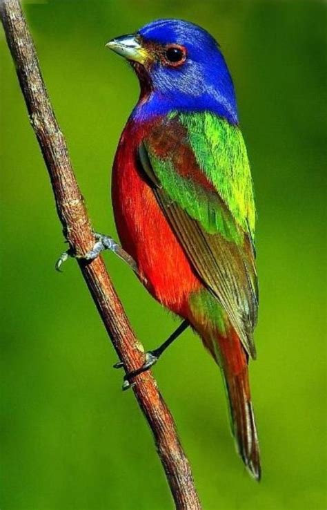 Las mejores fotos de aves multicolores  con imágenes ...