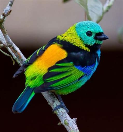 Las mejores fotos de aves multicolores | Fotos de aves ...