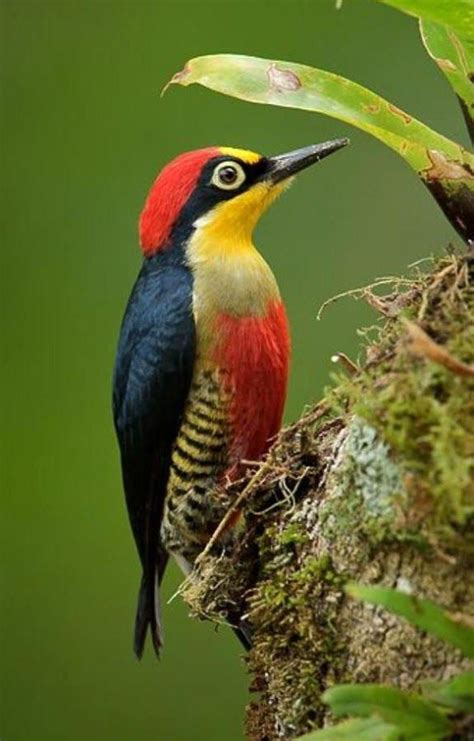 Las mejores fotos de aves multicolores | THE AMAZING ...