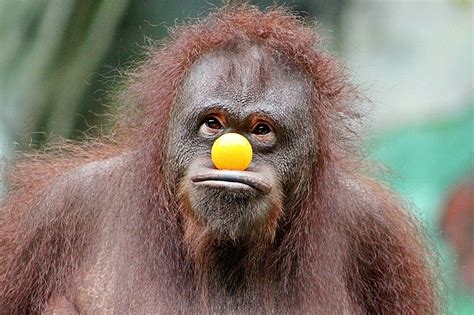 Las mejores fotos de monos 2021   Haciendofotos.com