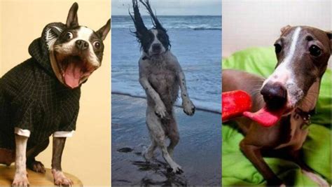 Las mejores fotos de perros para morirse de risa