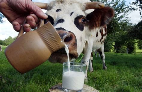 Las mejores leches semidesnatadas del mercado, según la OCU | El Norte ...