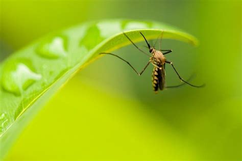 Las mejores plantas antimosquitos para proteger tu hogar ...