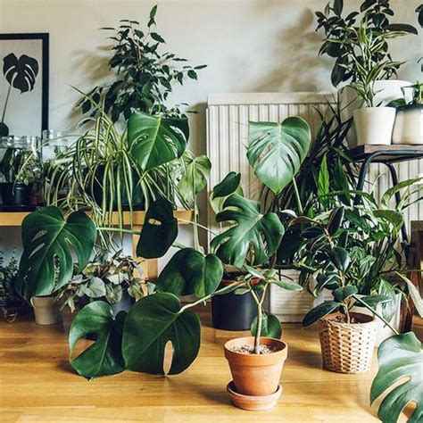 Las mejores plantas de interior para darle vida a tu casa ...