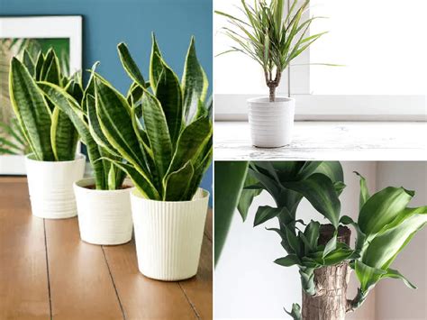 Las mejores plantas de interior para purificar el aire ...