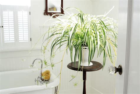 Las mejores plantas para decorar el baño | Bezzia