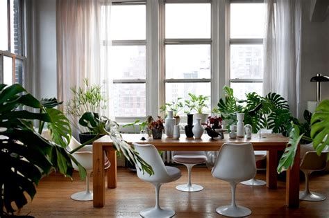 Las mejores plantas para decorar el hogar