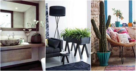 Las mejores plantas para decorar interiores   Decoración ...
