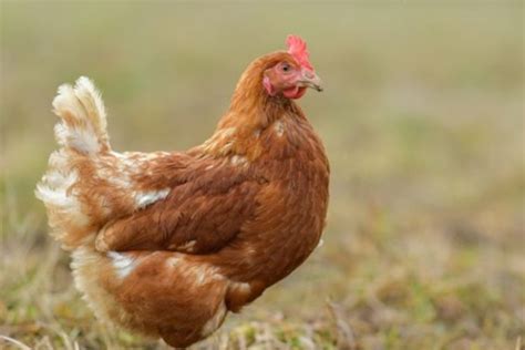 Las mejores razas de gallinas para la producción de huevos ...