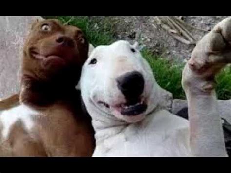 Las Mejores Selfies De Animales   Animales Graciosos   YouTube