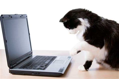 Las mejores tiendas de animales online