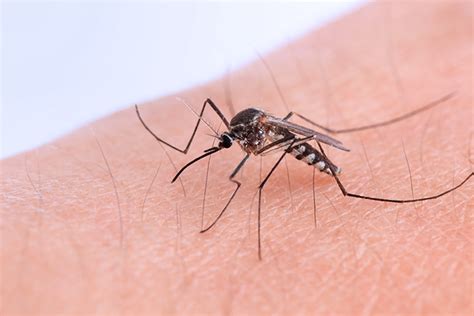 Las mejores trampas para espantar a los mosquitos – De la ...