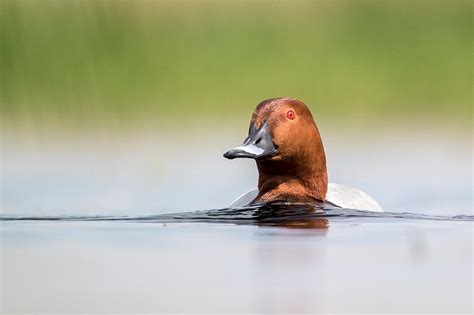 Las migraciones de larga distancia de los patos pueden ayudar a ...