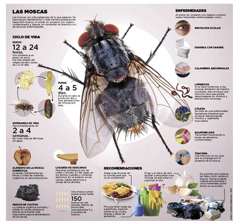 Las moscas provocan varias enfermedades con las lluvias • El Nuevo Diario